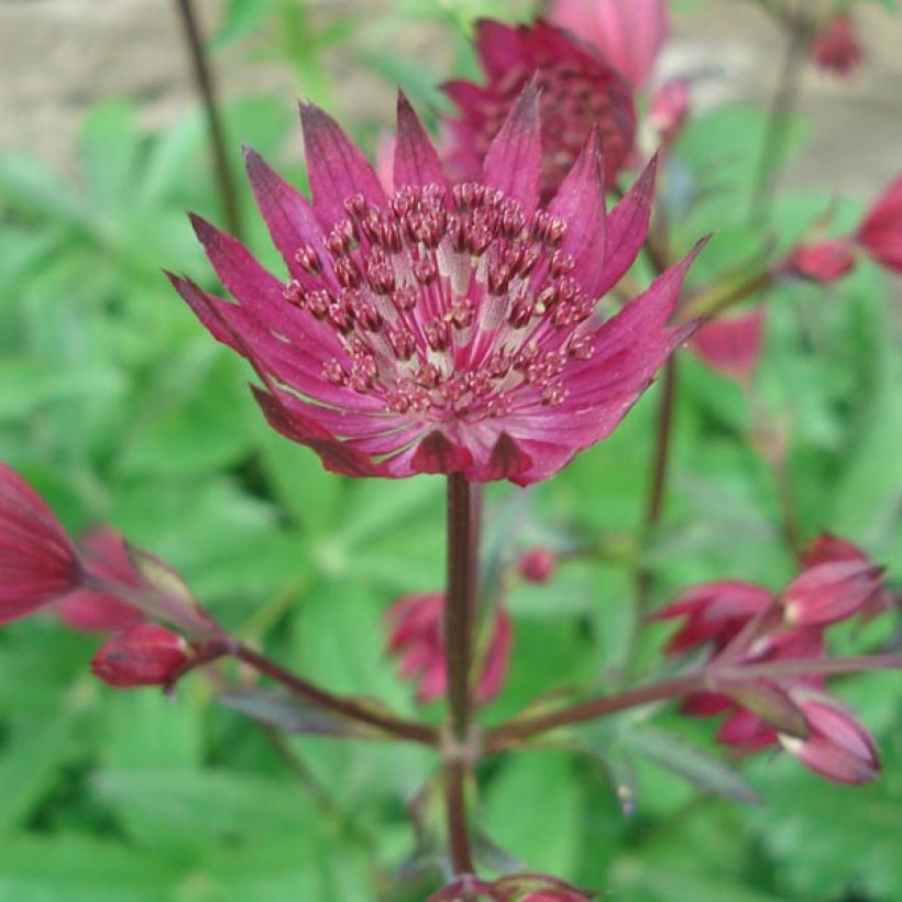 Astrance - Astrantia major Ruby Wedding (Floraison)