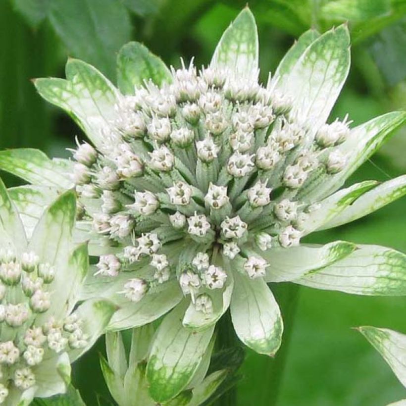 Astrance - Astrantia Star of Billion (Floraison)