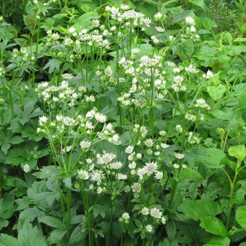 Astrance - Astrantia Star of Billion (Port)