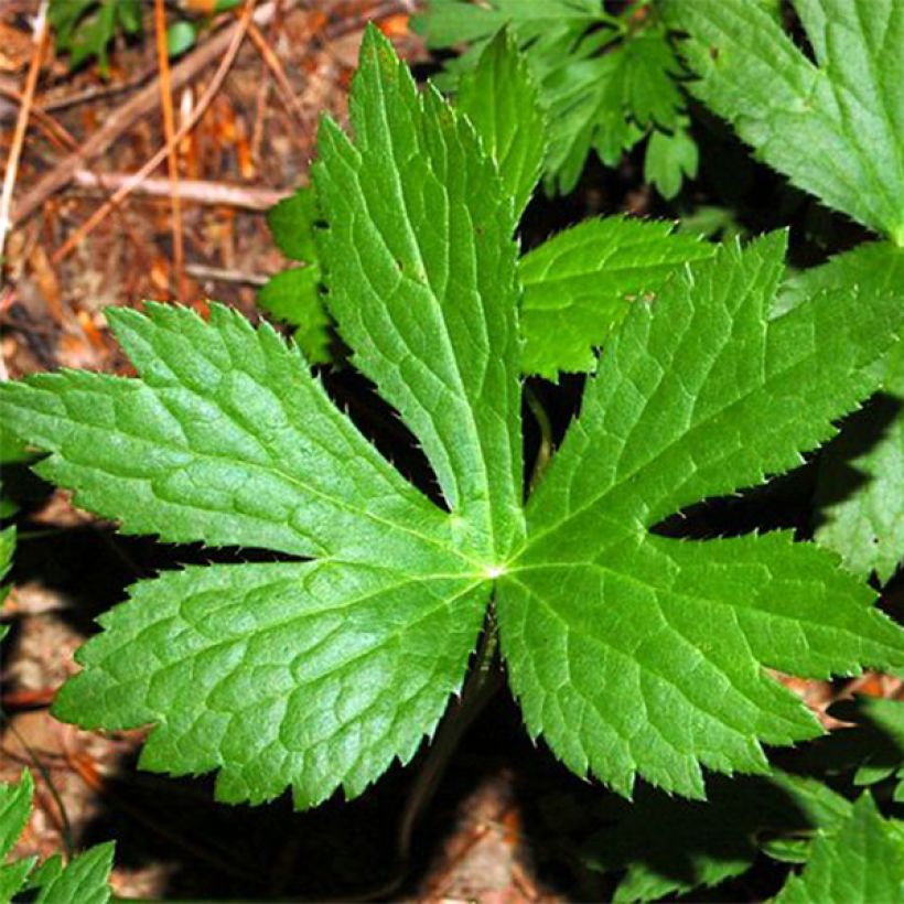 Astrantia major - Grande Astrance (Feuillage)