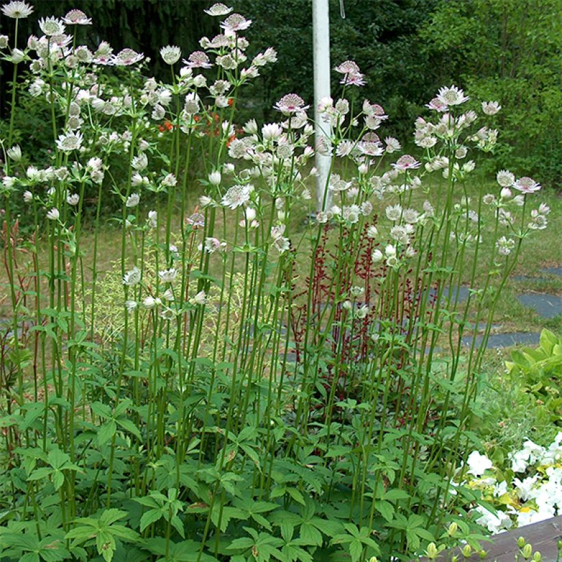 Astrantia major - Grande Astrance  (Port)