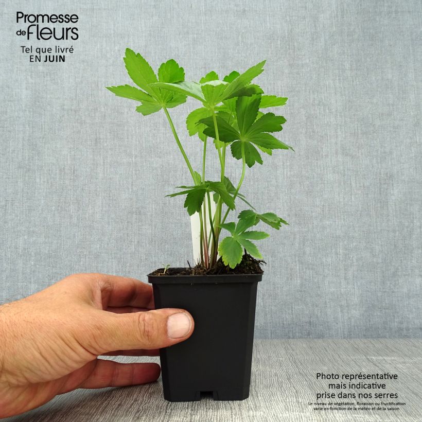 Spécimen de Astrantia major - Grande Astrance  Godet de 8/9 cm tel que livré en été