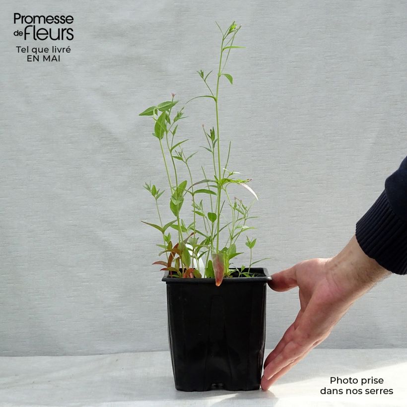 Spécimen de Astrantia major - Grande Astrance en pot de 2/3L tel que livré au printemps