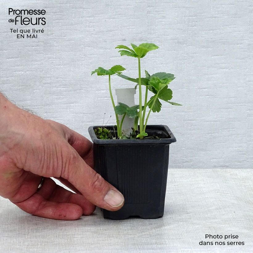 Spécimen de Astrantia major - Grande Astrance en godet de 9 cm tel que livré au printemps