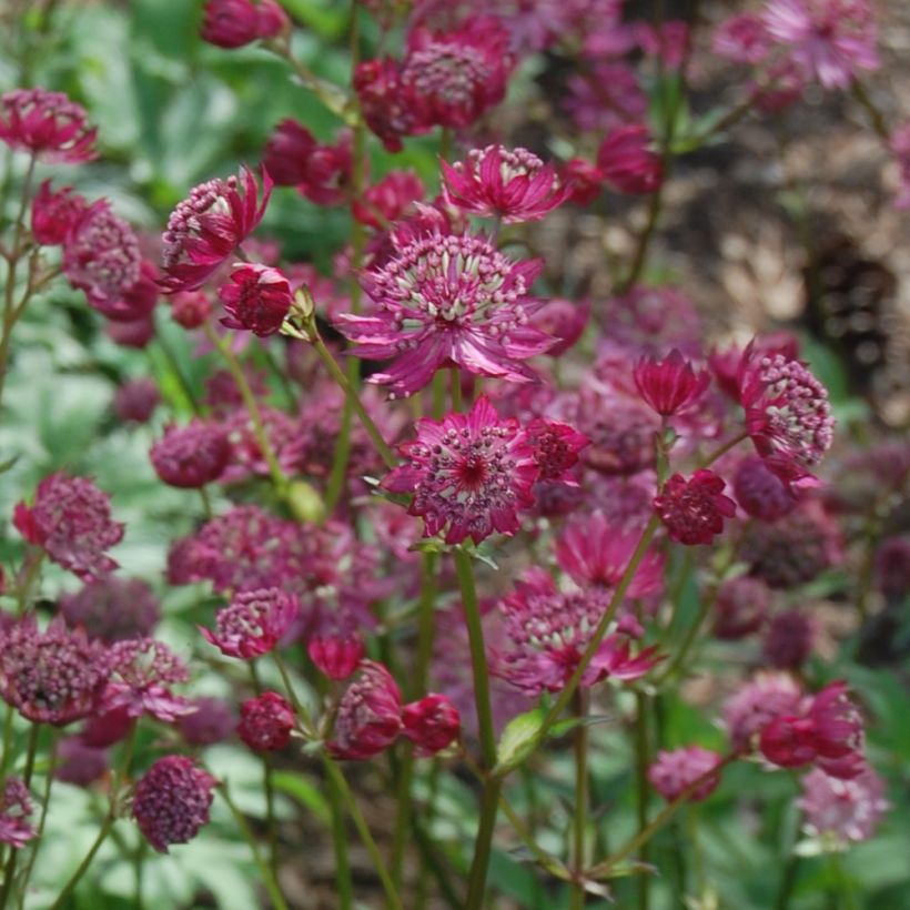 Astrance - Astrantia major Lars (Floraison)