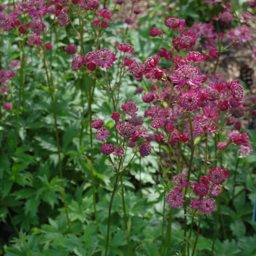 Astrance - Astrantia major Lars (Port)