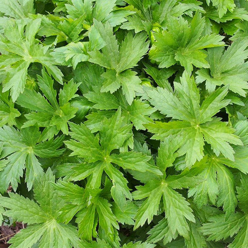 Astrance - Astrantia major Pink Pride (Feuillage)