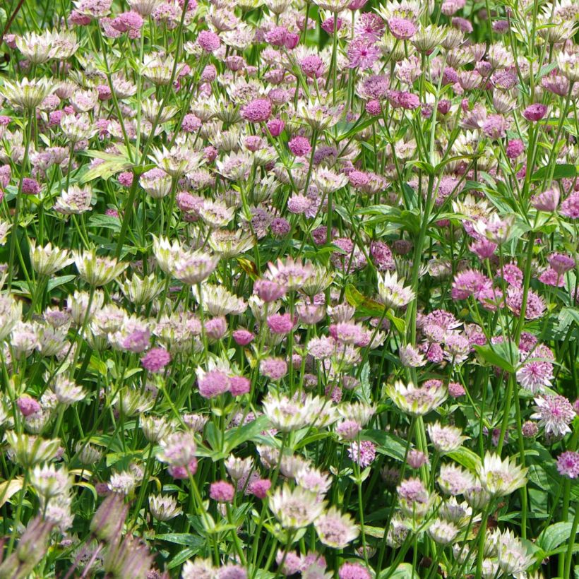 Astrance - Astrantia major Pink Pride (Floraison)