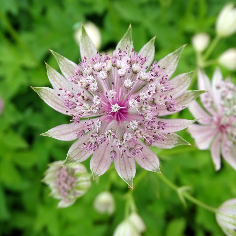 Astrance - Astrantia major Pink Sensation  (Floraison)