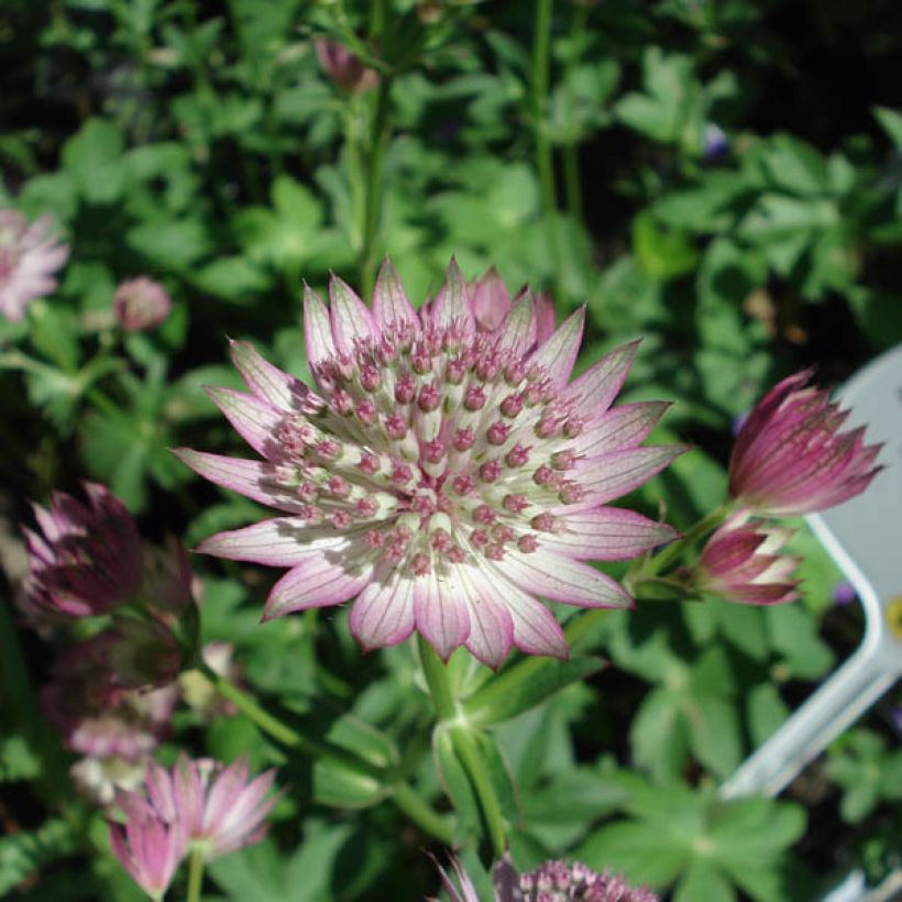 Astrance - Astrantia major Roma (Floraison)