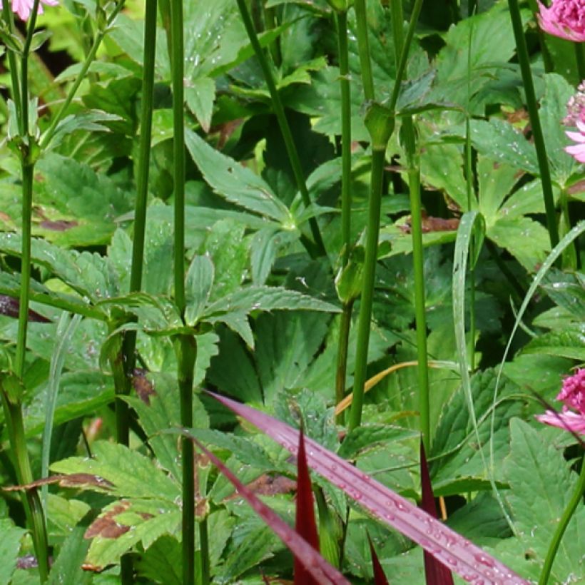 Astrance - Astrantia major Rosensinfonie (Feuillage)