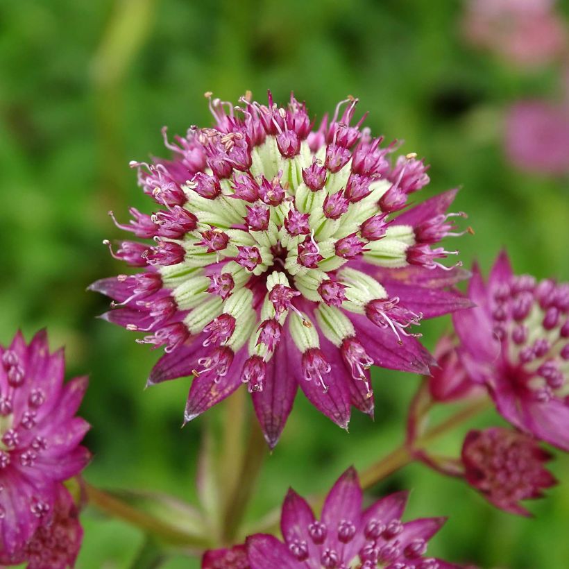 Astrance - Astrantia major Star of Beauty (Floraison)