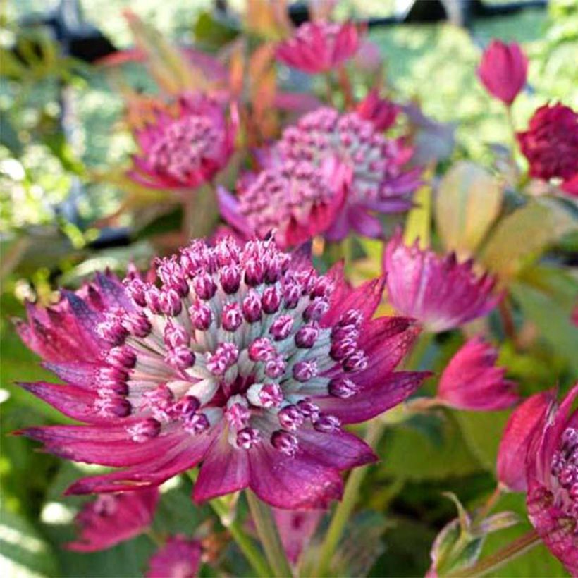 Astrance - Astrantia major Star of Treasure (Floraison)