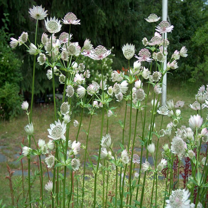 Astrance - Astrantia major Alba (White) (Port)