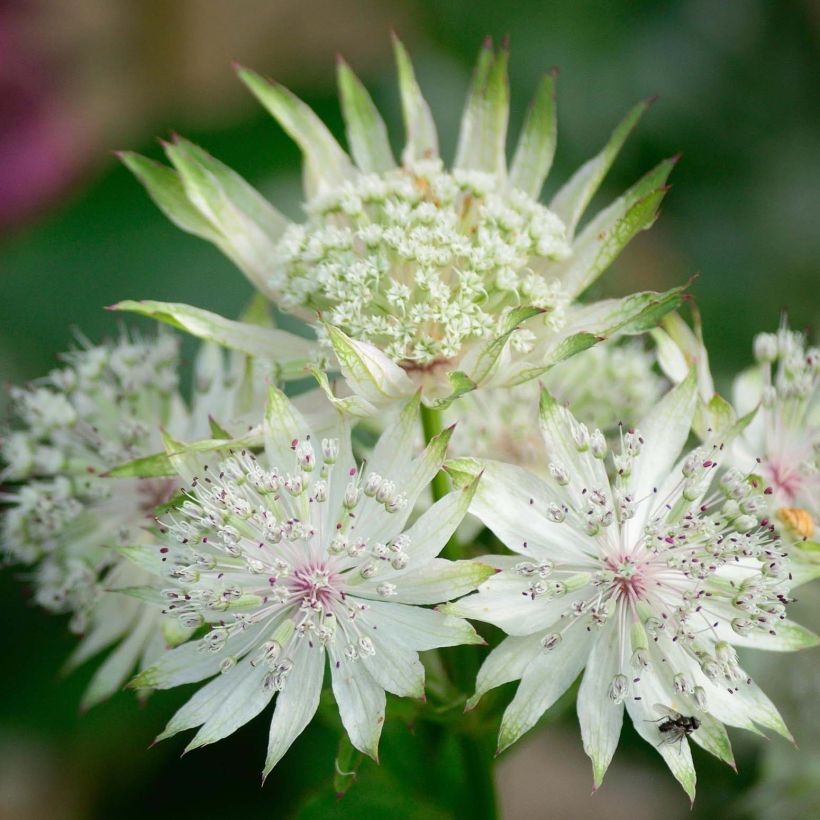 Astrance - Astrantia major White Giant (Floraison)