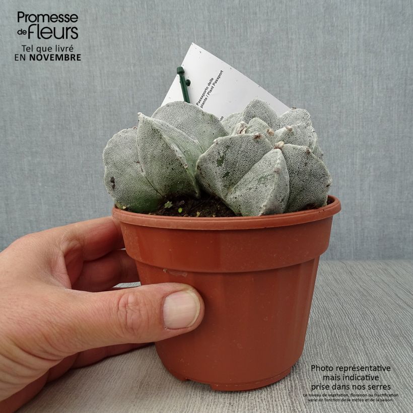 Spécimen de Astrophytum myriostigma - Bonnet d'evêque Pot de 12 cm / 13 cm tel que livré en automne
