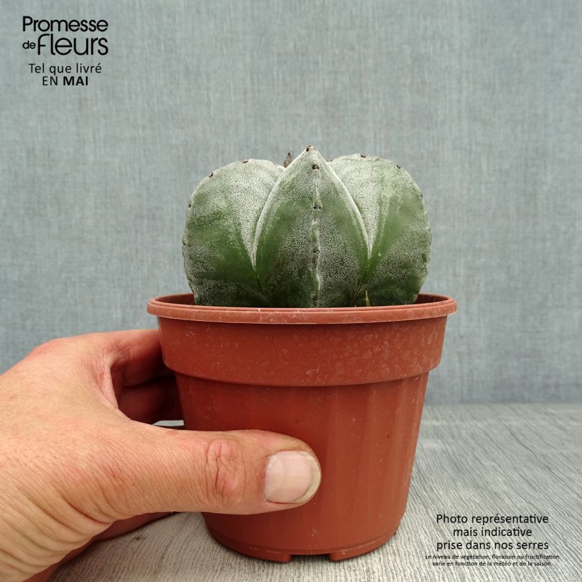 Spécimen de Astrophytum myriostigma - Bonnet d'evêque tel que livré au printemps