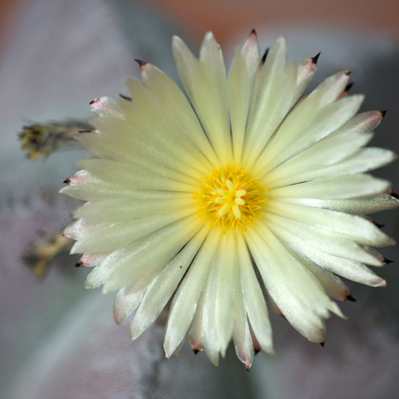 Astrophytum myriostigma - Bonnet d'evêque (Floraison)