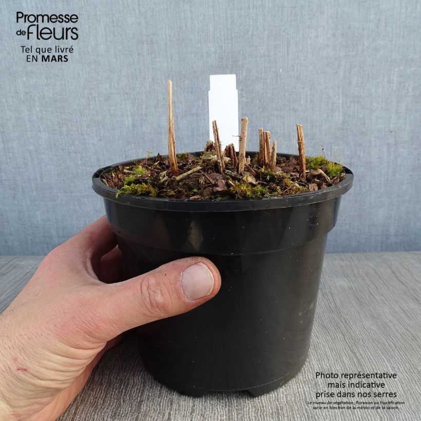 Spécimen de Athyrium Ghost - Fougère femelle hybride Pot de 2L/3L tel que livré en hiver