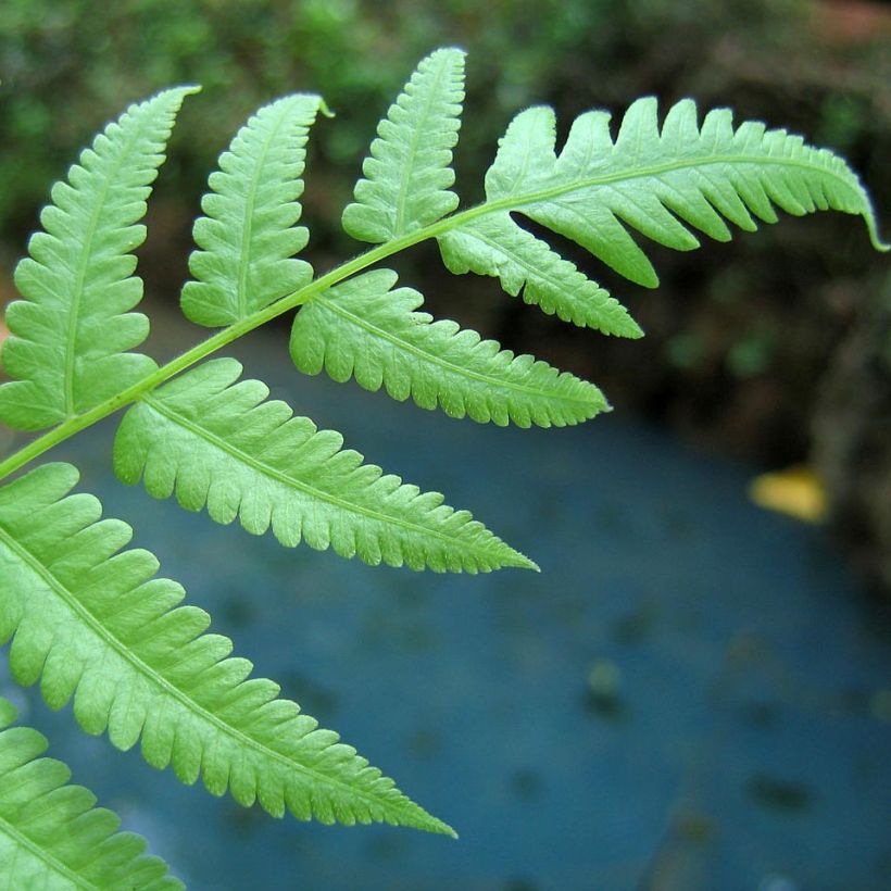 Athyrium filix-femina - Fougère femelle (Feuillage)