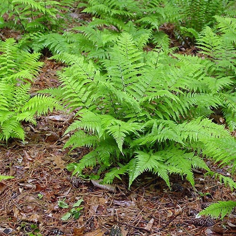 Athyrium filix-femina - Fougère femelle (Port)