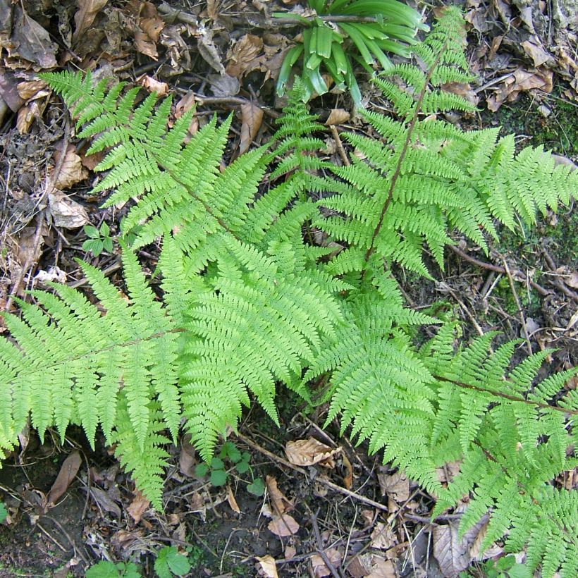 Athyrium filix-femina Cruciatum Group - Fougère femelle (Port)