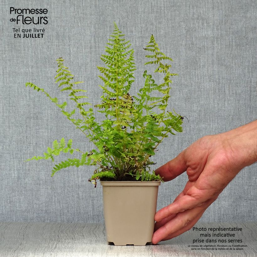 Spécimen de Athyrium filix-femina - Fougère femelle Godet de 8/9 cm tel que livré en été