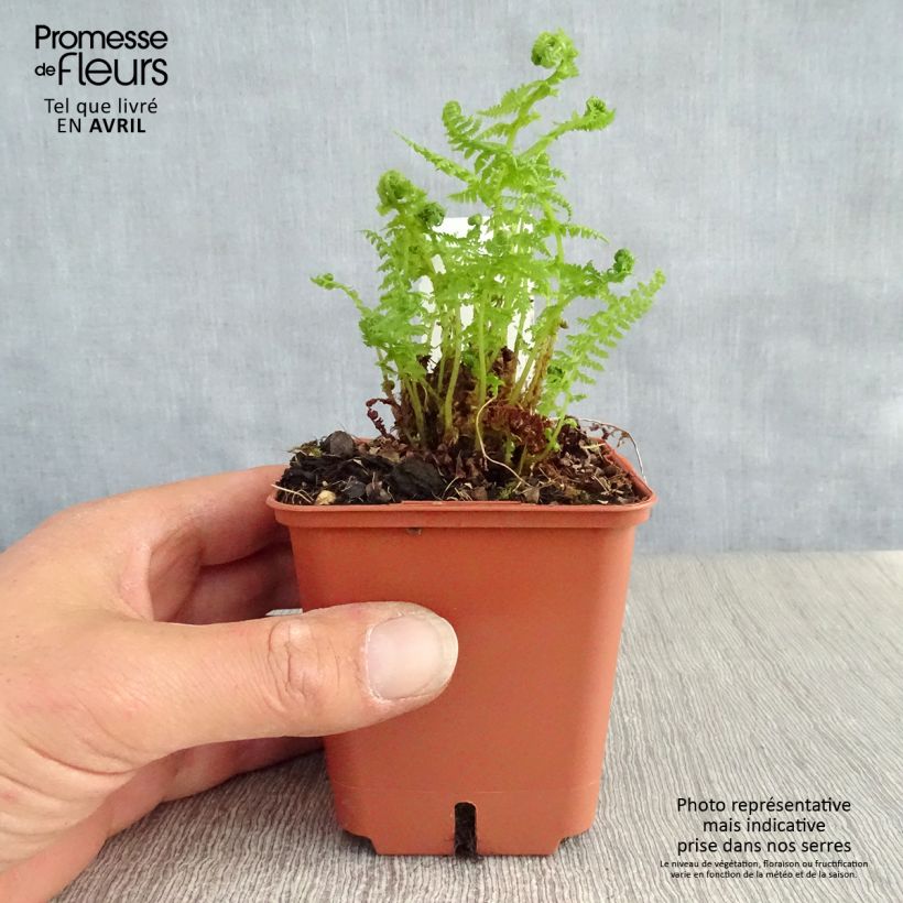 Spécimen de Athyrium filix-femina - Fougère femelle Godet de 9cm tel que livré au printemps