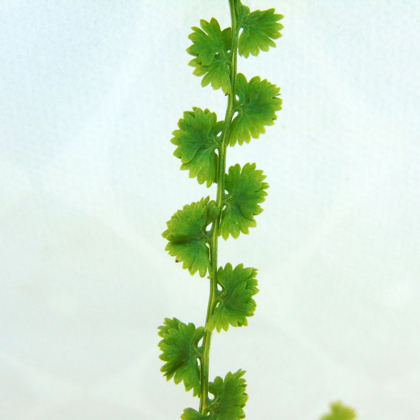 Athyrium filix-femina Frizelliae - Fougère femelle (Feuillage)