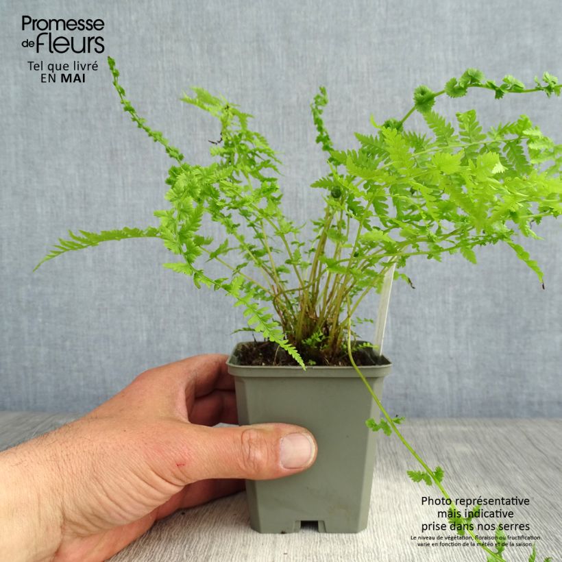 Spécimen de Athyrium filix-femina Frizelliae - Fougère femelle Godet de 9cm tel que livré au printemps