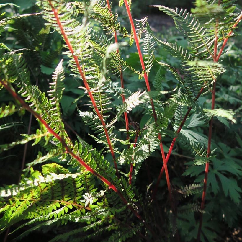 Athyrium filix-femina Lady in Red - Fougère femelle (Feuillage)