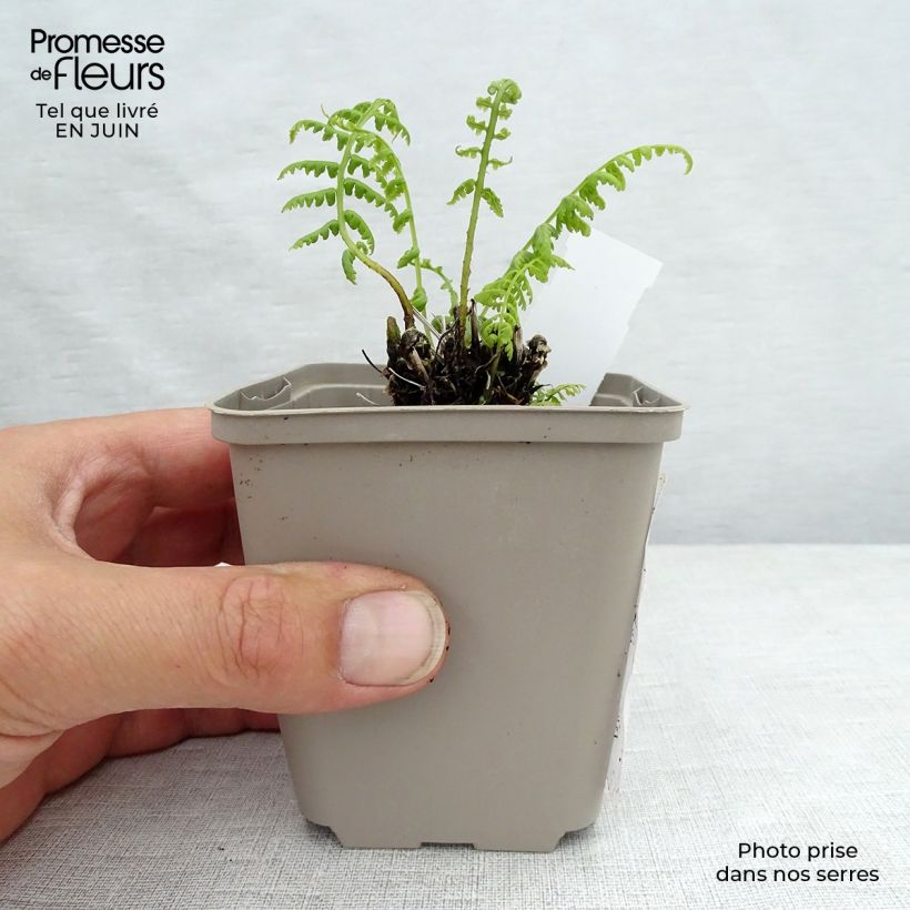 Spécimen de Athyrium filix-femina Lady in Red - Fougère femelle Godet de 8/9 cm tel que livré en été