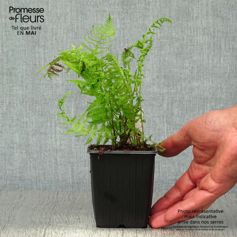 Spécimen de Athyrium filix-femina Lady in Red - Fougère femelle Godet de 9cm tel que livré au printemps
