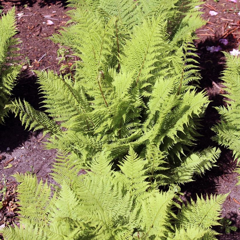 Athyrium filix-femina Rotstiel - Fougère femelle (Port)