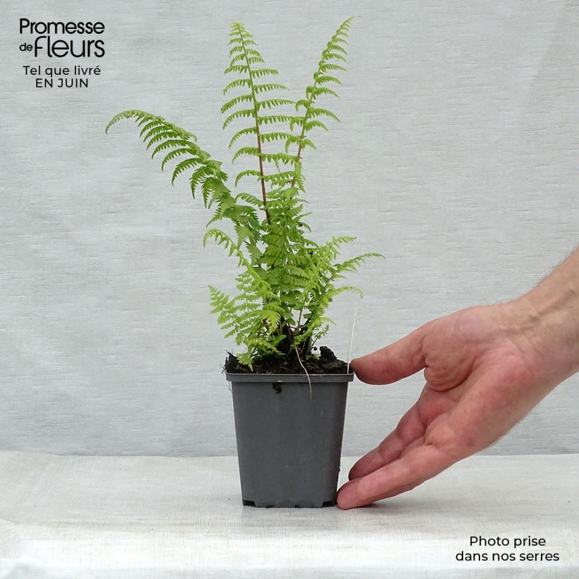 Spécimen de Athyrium filix-femina Rotstiel - Fougère femelle Godet de 8/9 cm tel que livré en été