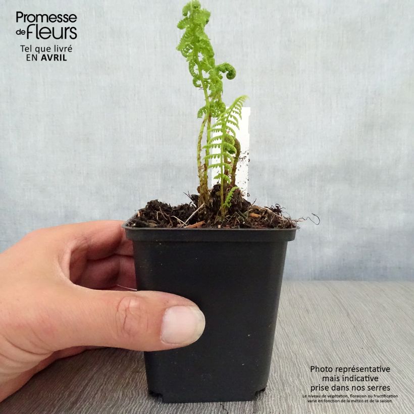 Spécimen de Athyrium filix-femina Rotstiel - Fougère femelle Godet de 9cm tel que livré au printemps