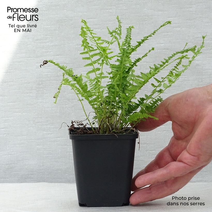 Spécimen de Athyrium filix-femina Victoriae - Fougère femelle Victoriae Godet de 9cm tel que livré au printemps
