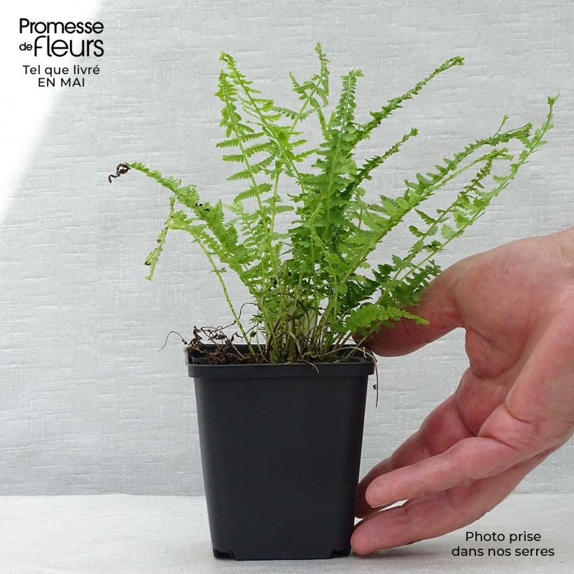 Spécimen de Athyrium filix-femina Victoriae - Fougère femelle Victoriae tel que livré au printemps