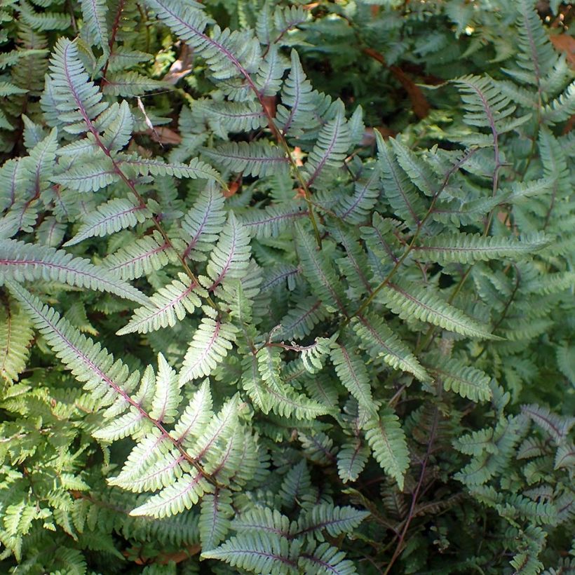 Athyrium niponicum Burgundy Lace - Fougère japonaise (Port)