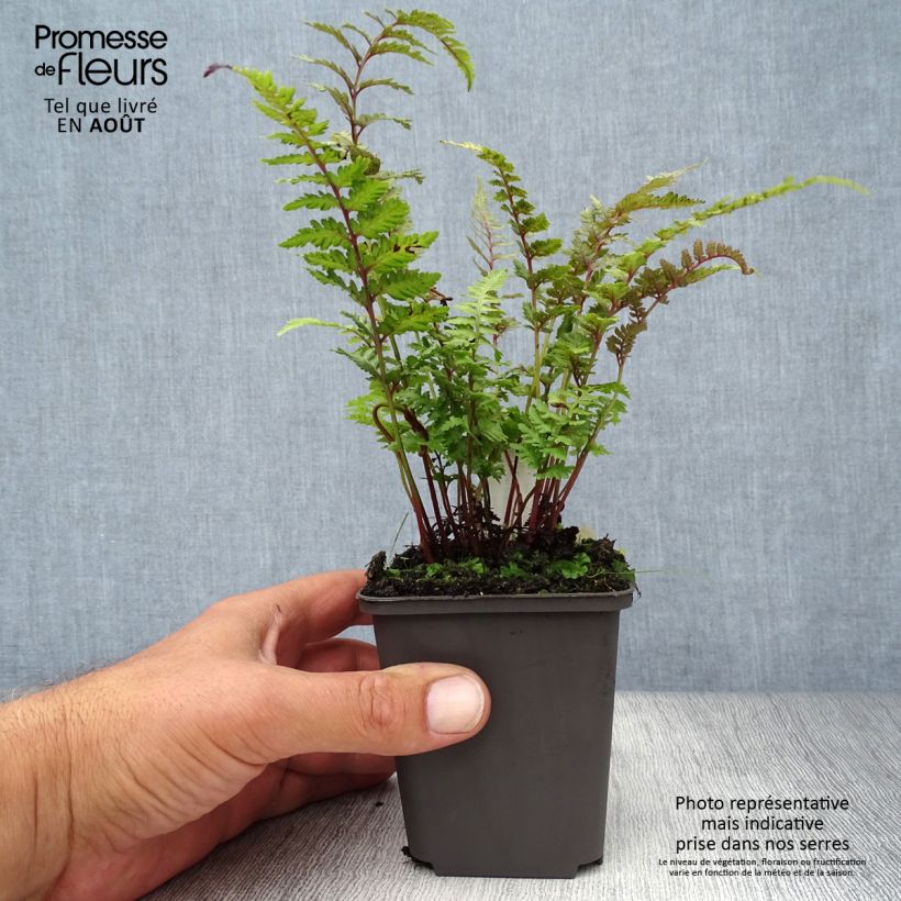 Spécimen de Athyrium niponicum Burgundy Lace - Fougère japonaise Godet de 8/9 cm tel que livré en été