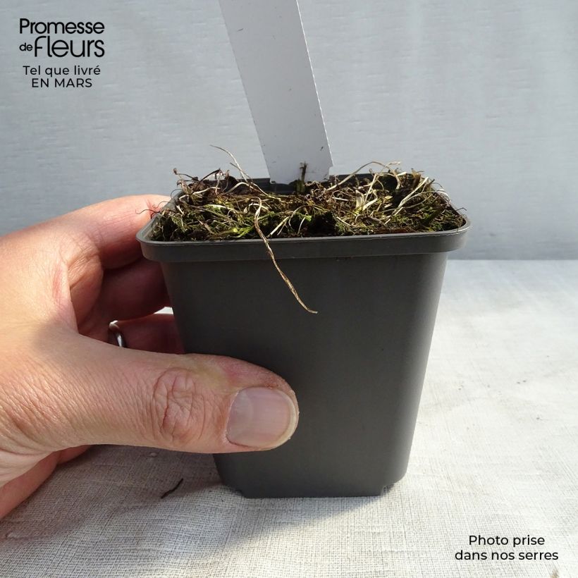 Spécimen de Athyrium niponicum Burgundy Lace - Fougère japonaise Godet de 9cm tel que livré au printemps