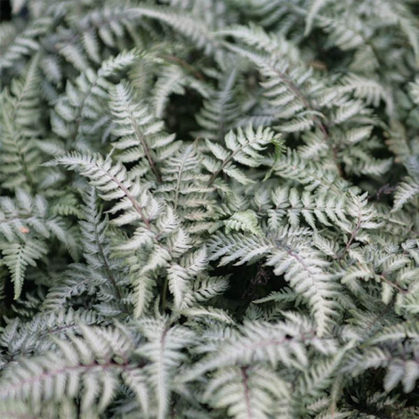 Athyrium niponicum Pewter Lace - Fougère Peinte (Feuillage)