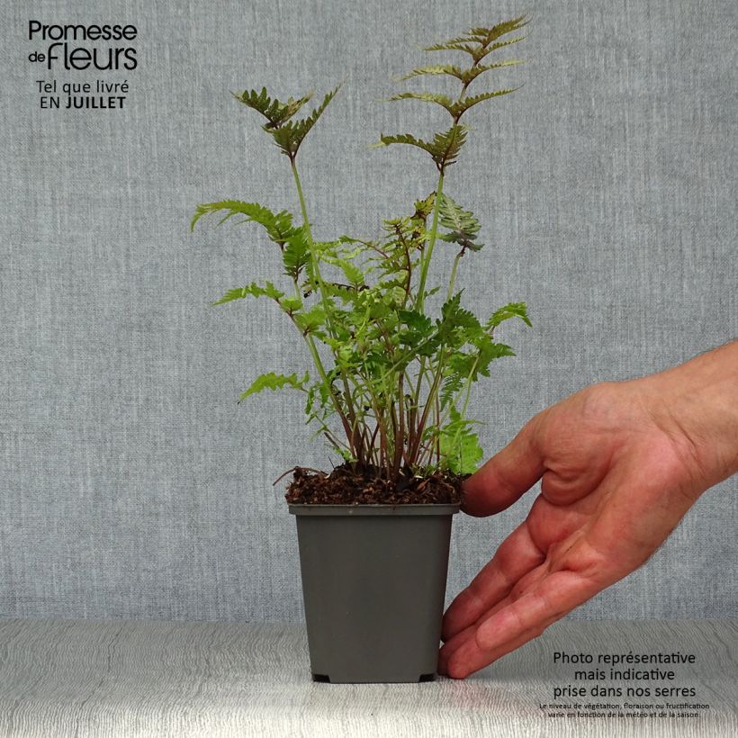 Spécimen de Athyrium niponicum Pewter Lace - Fougère Peinte Godet de 8/9 cm tel que livré en été