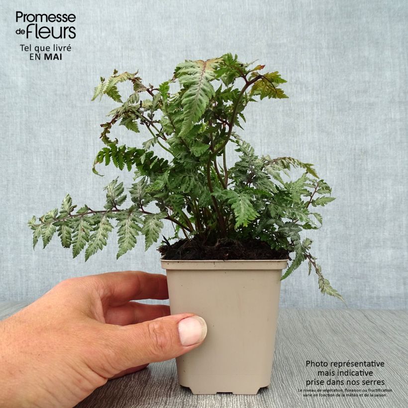 Spécimen de Athyrium niponicum Pewter Lace - Fougère Peinte tel que livré au printemps