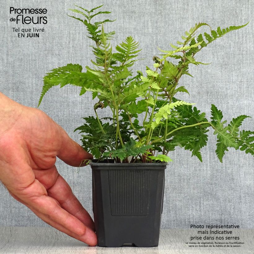 Spécimen de Athyrium niponicum Pictum - Fougère japonaise Godet de 8/9 cm tel que livré en été