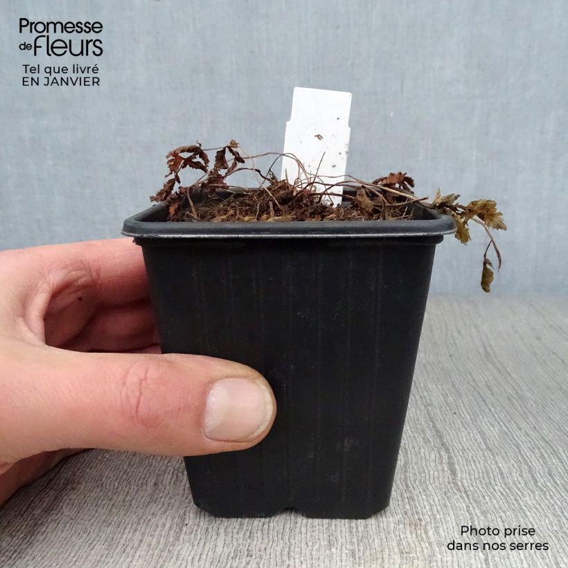 Spécimen de Athyrium niponicum Pictum - Fougère japonaise tel que livré en hiver