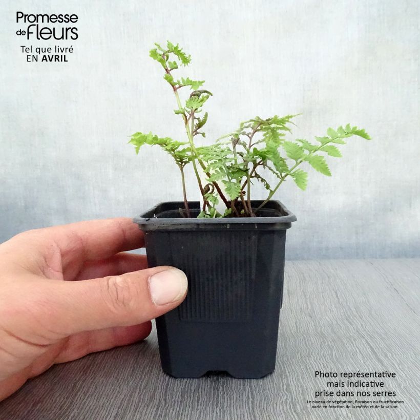 Spécimen de Athyrium niponicum Pictum - Fougère japonaise en godet de 8/9 cm tel que livré au printemps