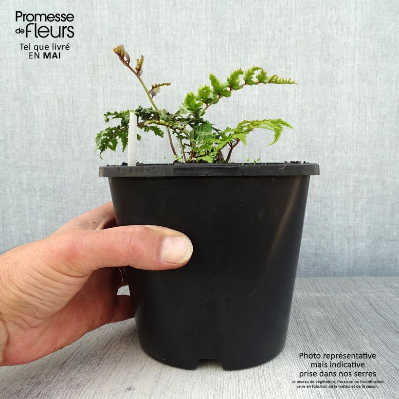 Spécimen de Athyrium niponicum Pictum - Fougère japonaise tel que livré au printemps