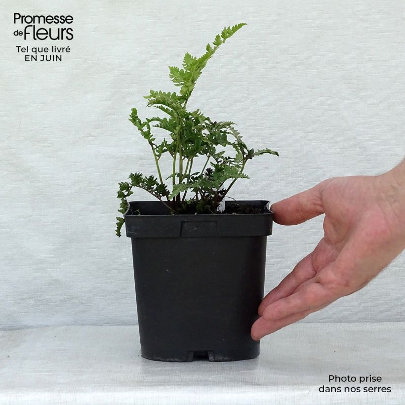 Spécimen de Athyrium niponicum Ursula's Red - Fougère japonaise Godet de 8/9 cm tel que livré en été