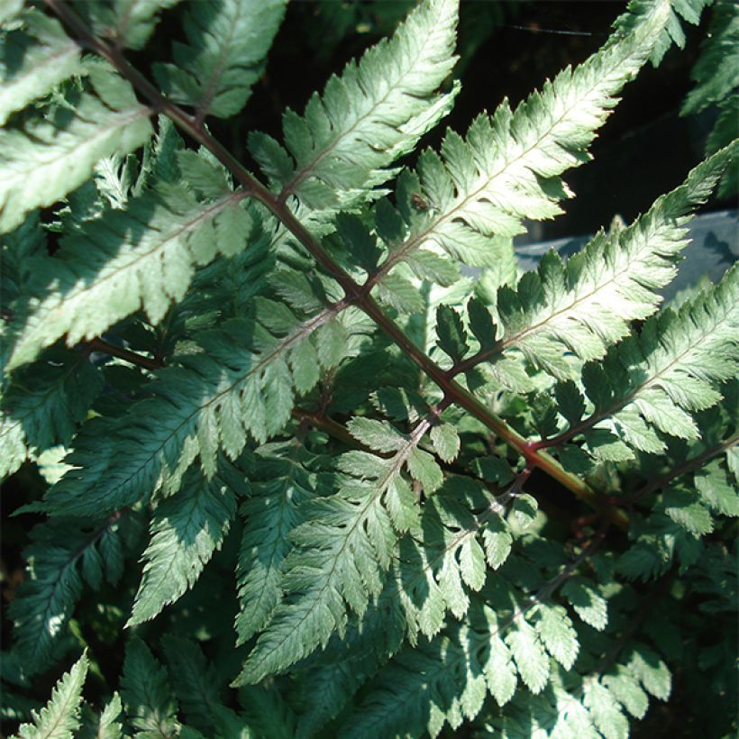 Athyrium niponicum Ursula's Red - Fougère japonaise (Feuillage)